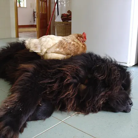 Bed & Breakfast Quinta Beira-mar Azenhas do Mar